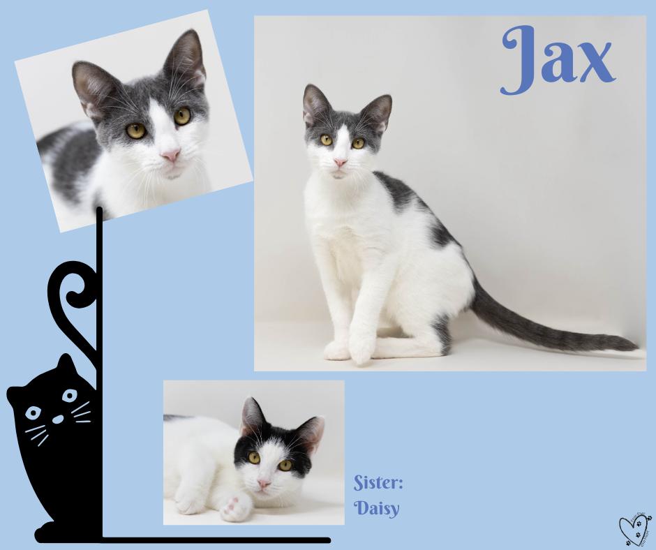 Daisy, Adoptable, Young Female Tuxedo.