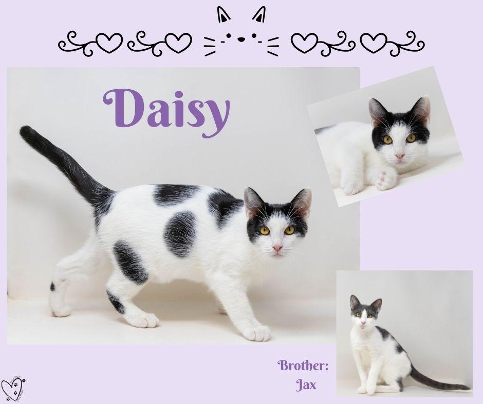 Daisy, a Adoptable Tuxedo in Fort Worth, TX image 2/6