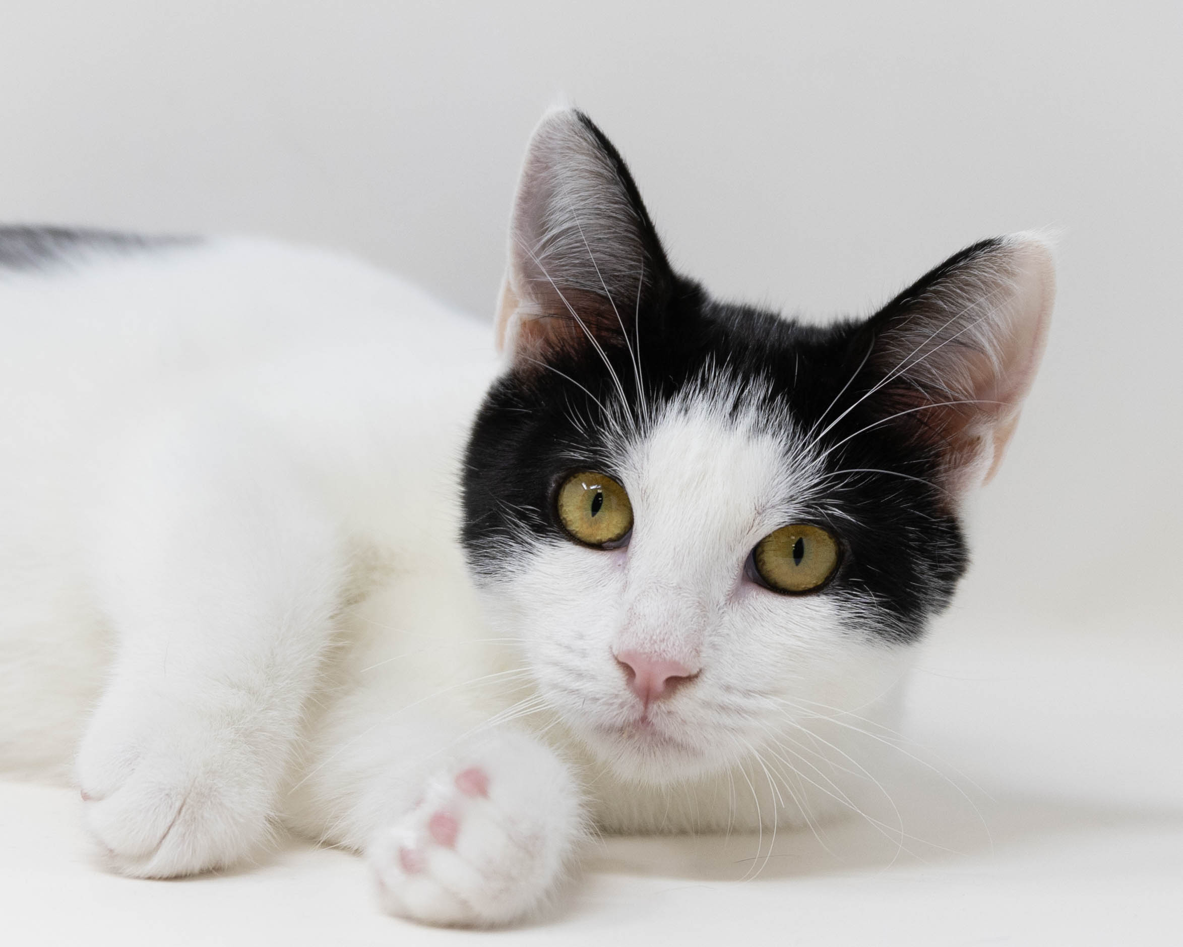 Daisy, a Adoptable Tuxedo in Fort Worth, TX image 4/6