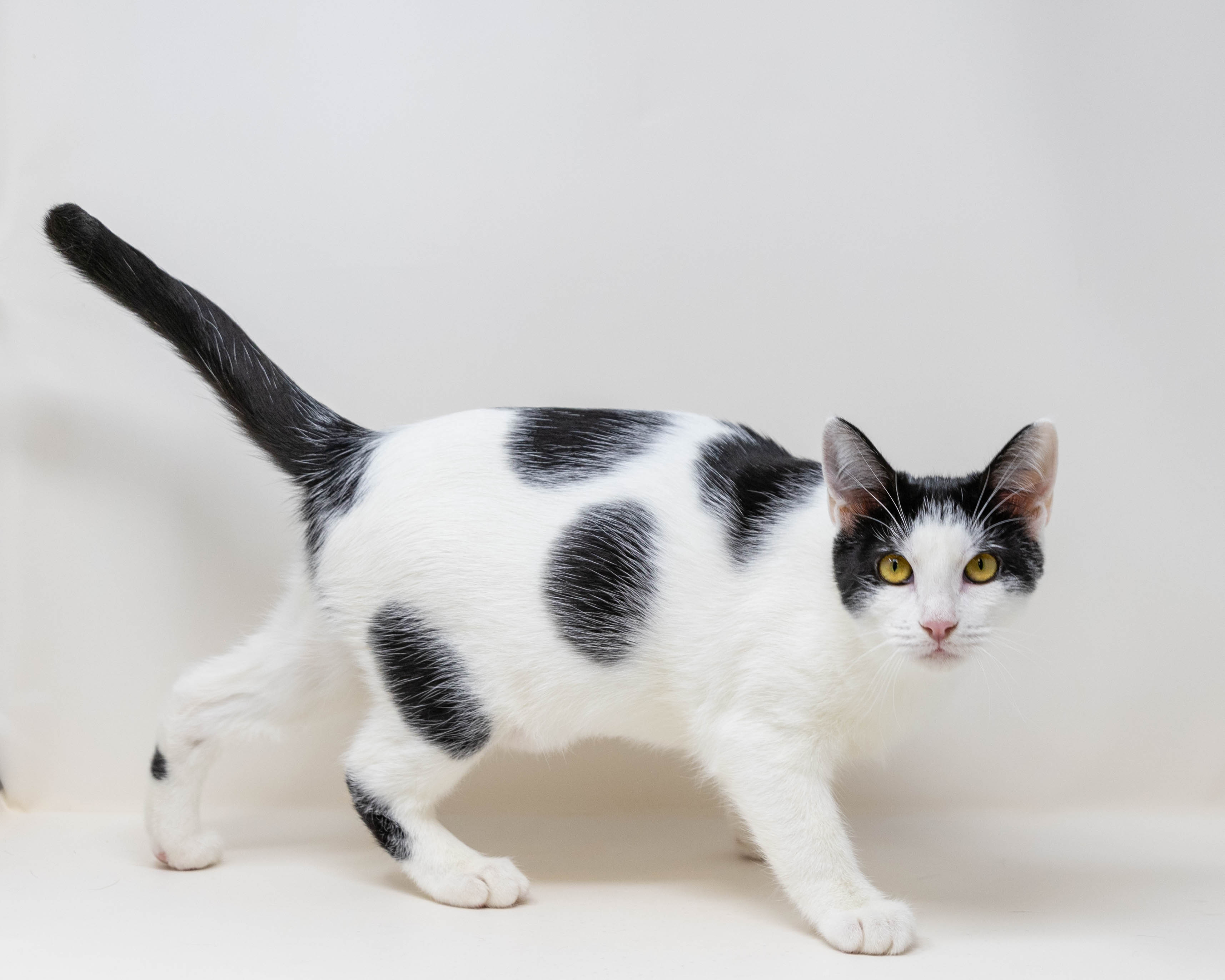Daisy, a Adoptable Tuxedo in Fort Worth, TX image 3/6