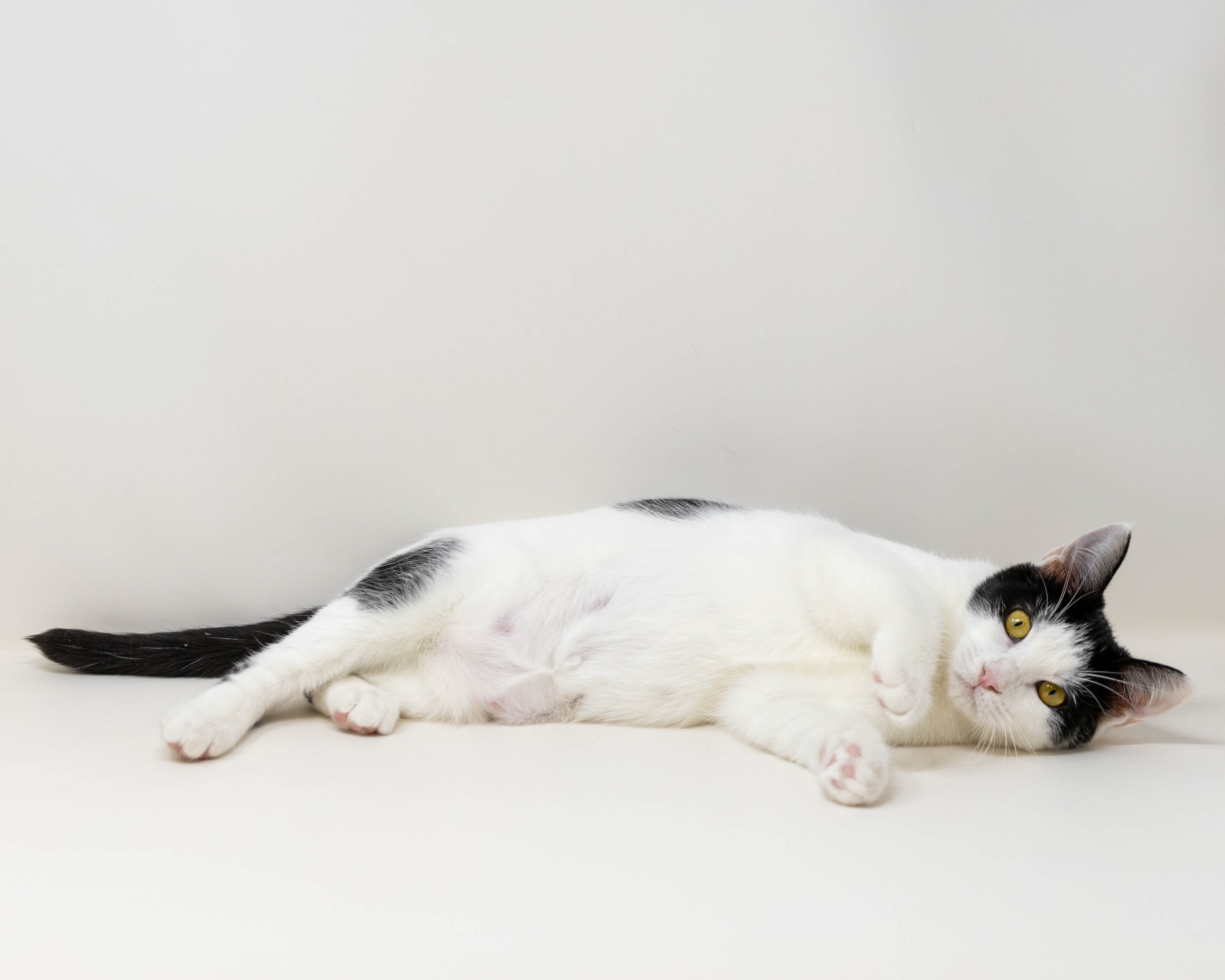 Daisy, a Adoptable Tuxedo in Fort Worth, TX image 5/6