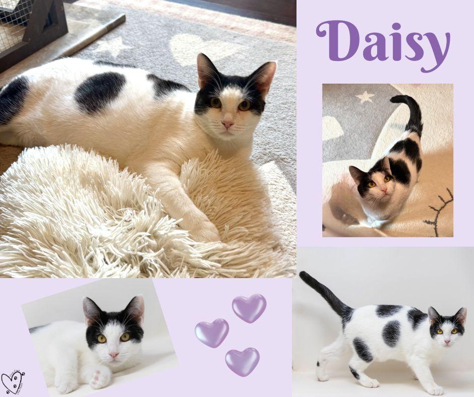 Enlarge Daisy, a Adoptable Tuxedo in Trophy Club, TX image 6/6