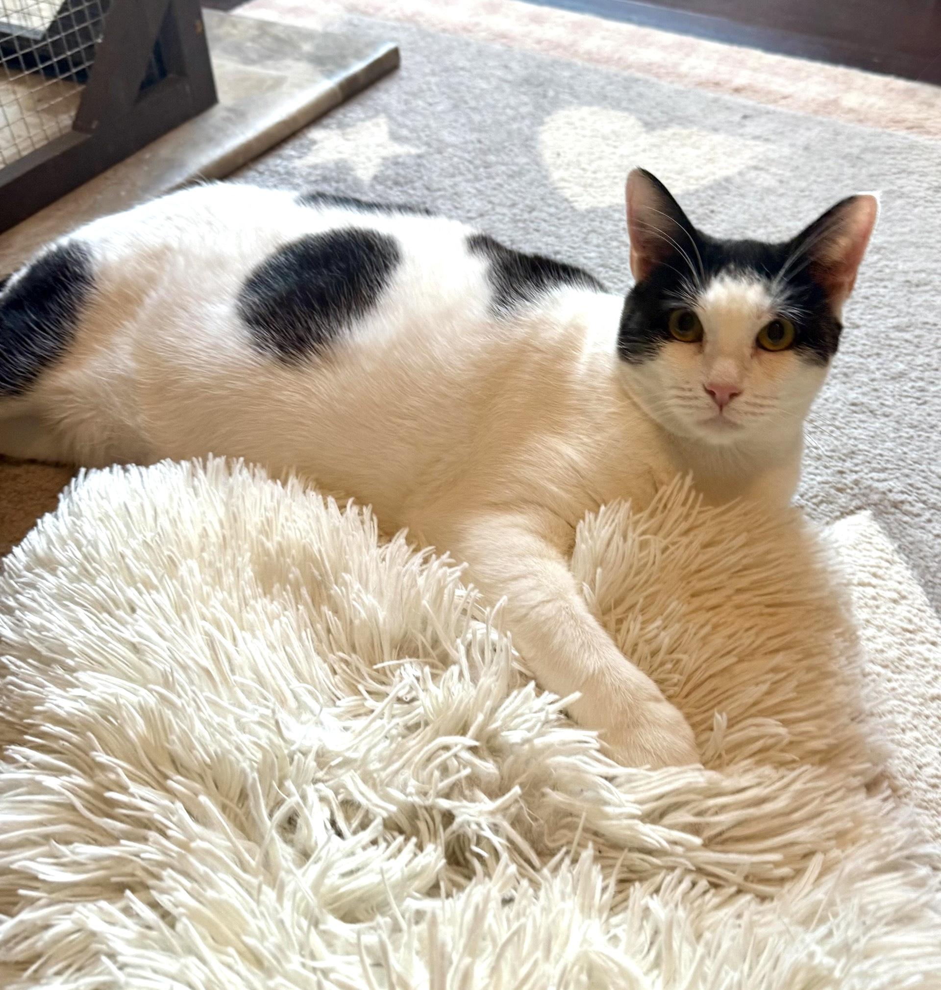 Daisy, Adoptable, Adult Female Tuxedo.