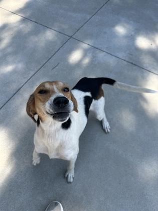 Sardine, a Adoptable mixed breed in King William, VA image 1/3
