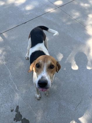 Sardine, a Adoptable mixed breed in King William, VA image 2/3