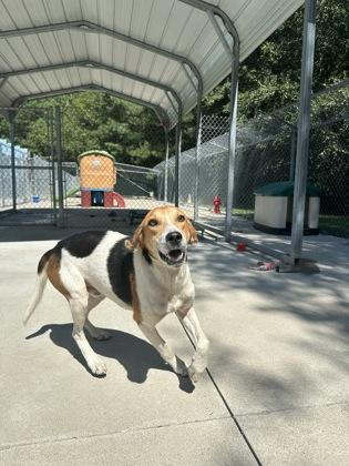 Sardine, a Adoptable mixed breed in King William, VA image 3/3