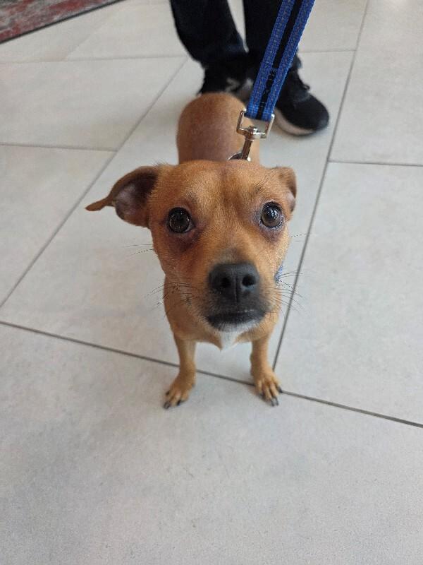 Bruno, Adoptable, Adult Male Chihuahua & Terrier.