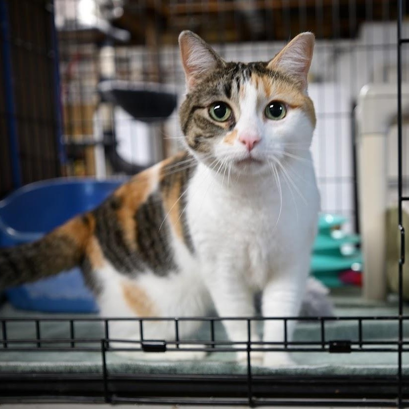 Angelina, ADOPTABLE, Adult Female Calico & Tabby.