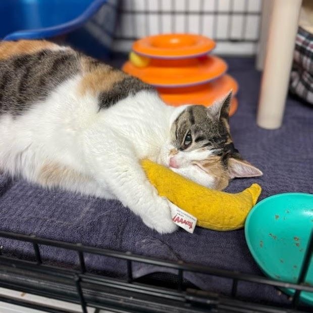 Enlarge Angelina, a ADOPTABLE mixed breed in East Amherst, NY image 4/6