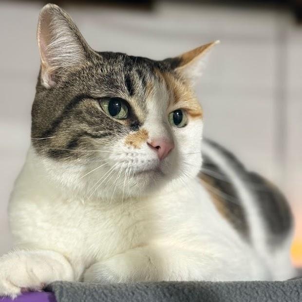 Enlarge Angelina, a ADOPTABLE mixed breed in East Amherst, NY image 6/6