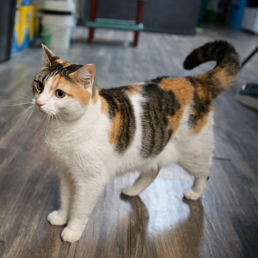 Enlarge Angelina, a ADOPTABLE mixed breed in East Amherst, NY image 2/6