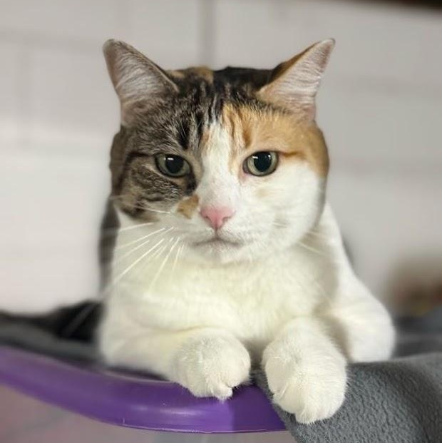 Enlarge Angelina, a ADOPTABLE mixed breed in East Amherst, NY image 3/6