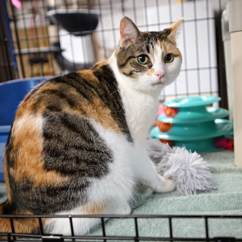 Enlarge Angelina, a ADOPTABLE mixed breed in East Amherst, NY image 5/6