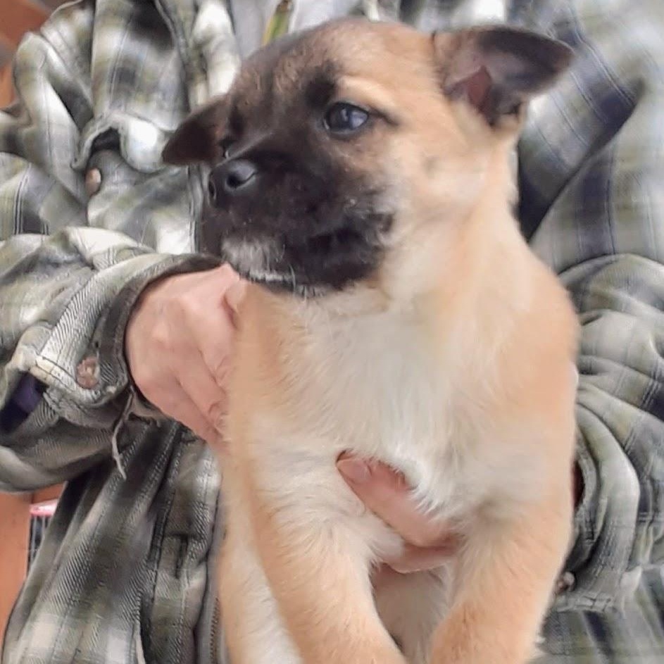 Enlarge Nique, an adoption pending mixed breed in Spanaway, WA image 4/6