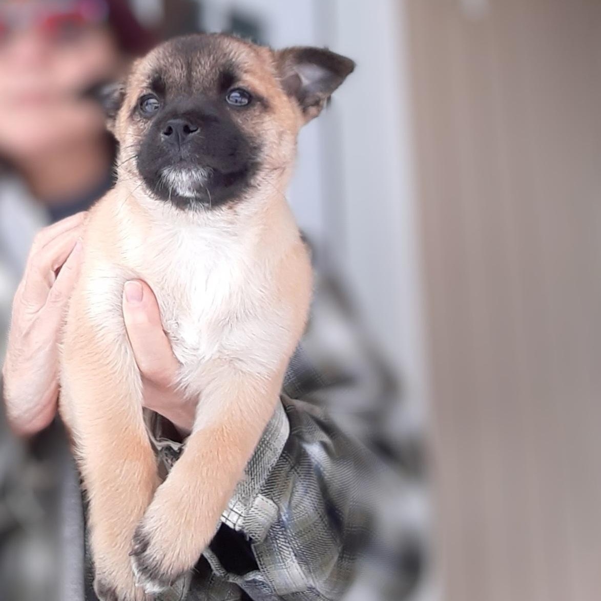 Enlarge Nique, an adoption pending mixed breed in Spanaway, WA image 2/6