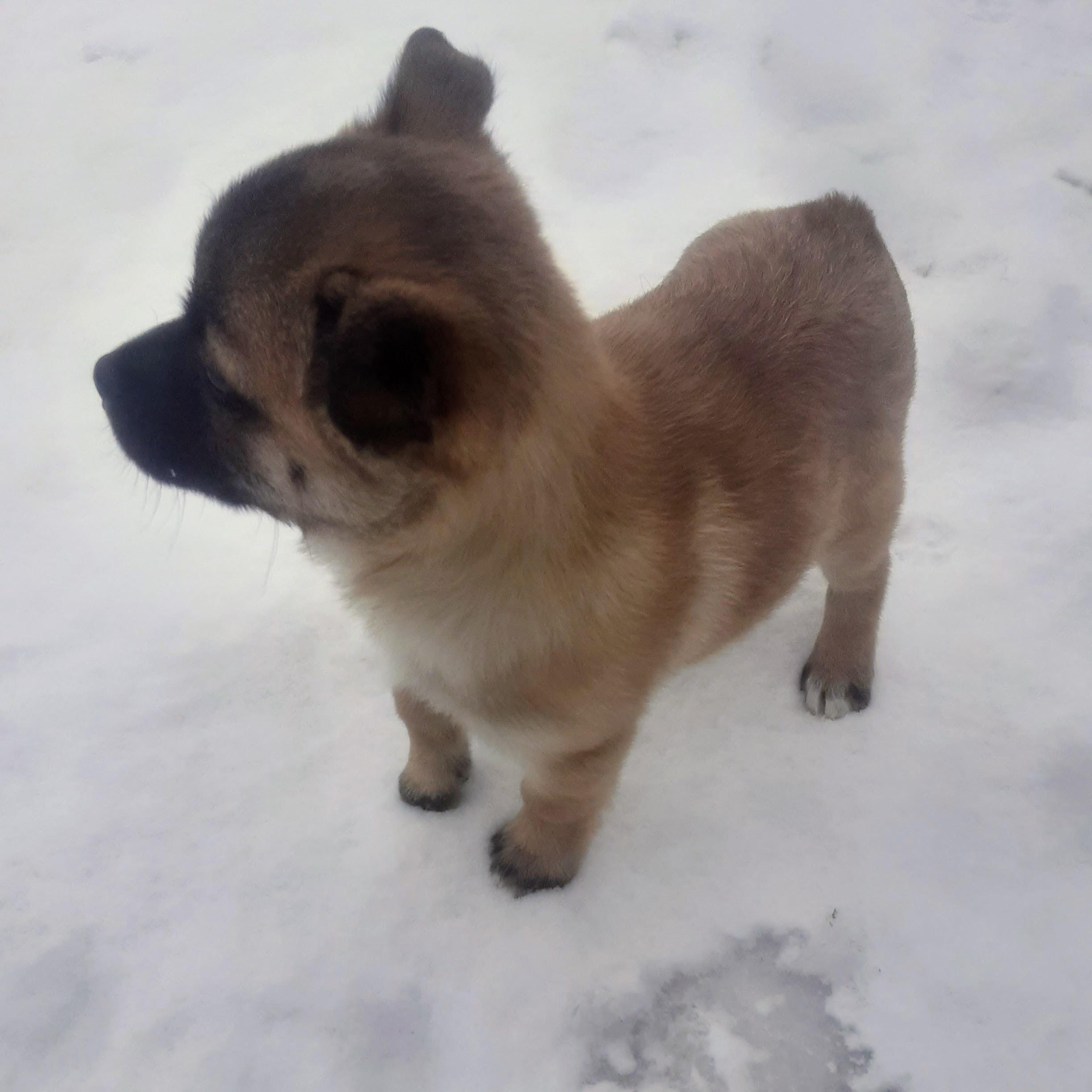 Enlarge Nique, an adoption pending mixed breed in Spanaway, WA image 5/6