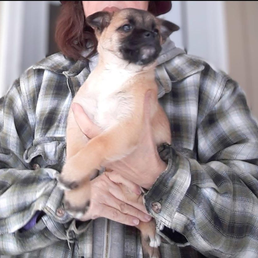 Enlarge Nique, an adoption pending mixed breed in Spanaway, WA image 1/6