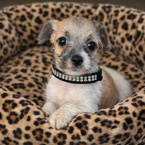 Hammie, adopted, Puppy Female Chihuahua & Miniature Schnauzer.