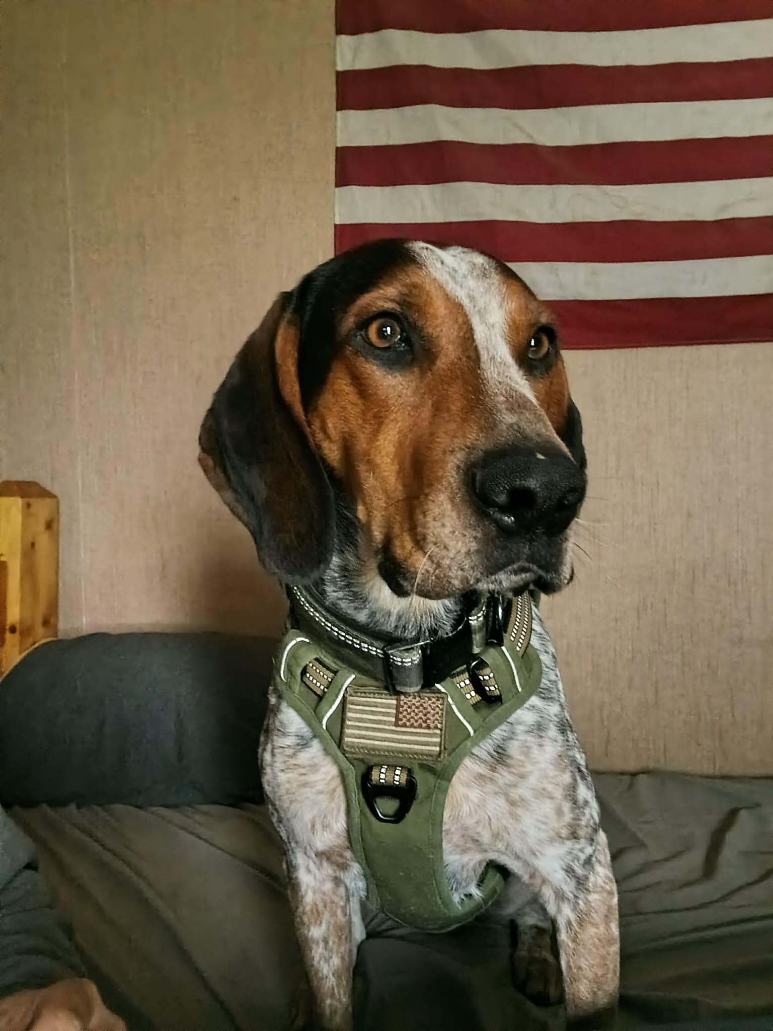 Mack, Adoptable, Young Male Bluetick Coonhound.