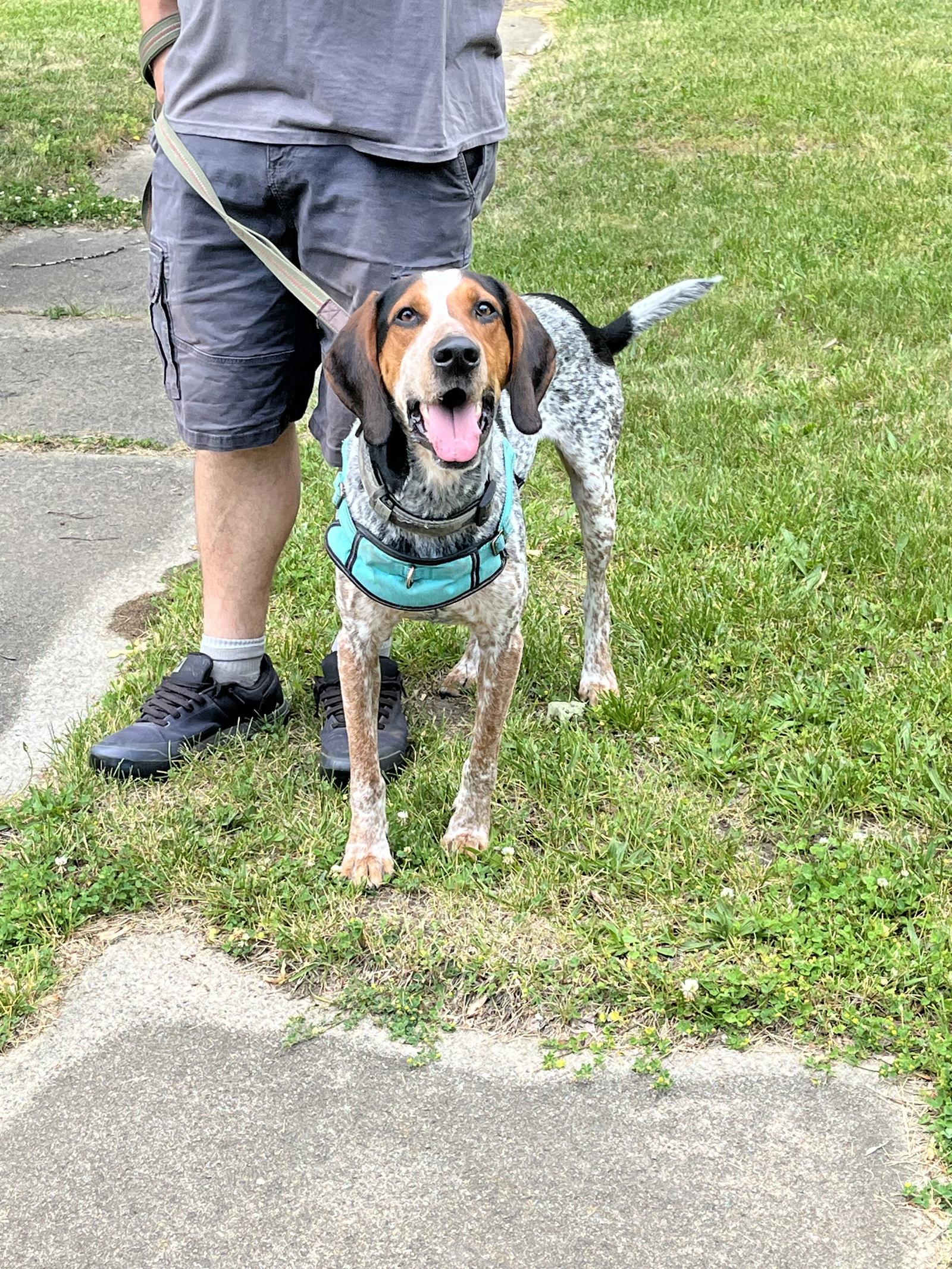 Mack, a Adoptable Bluetick Coonhound in Clinton, MI image 2/3