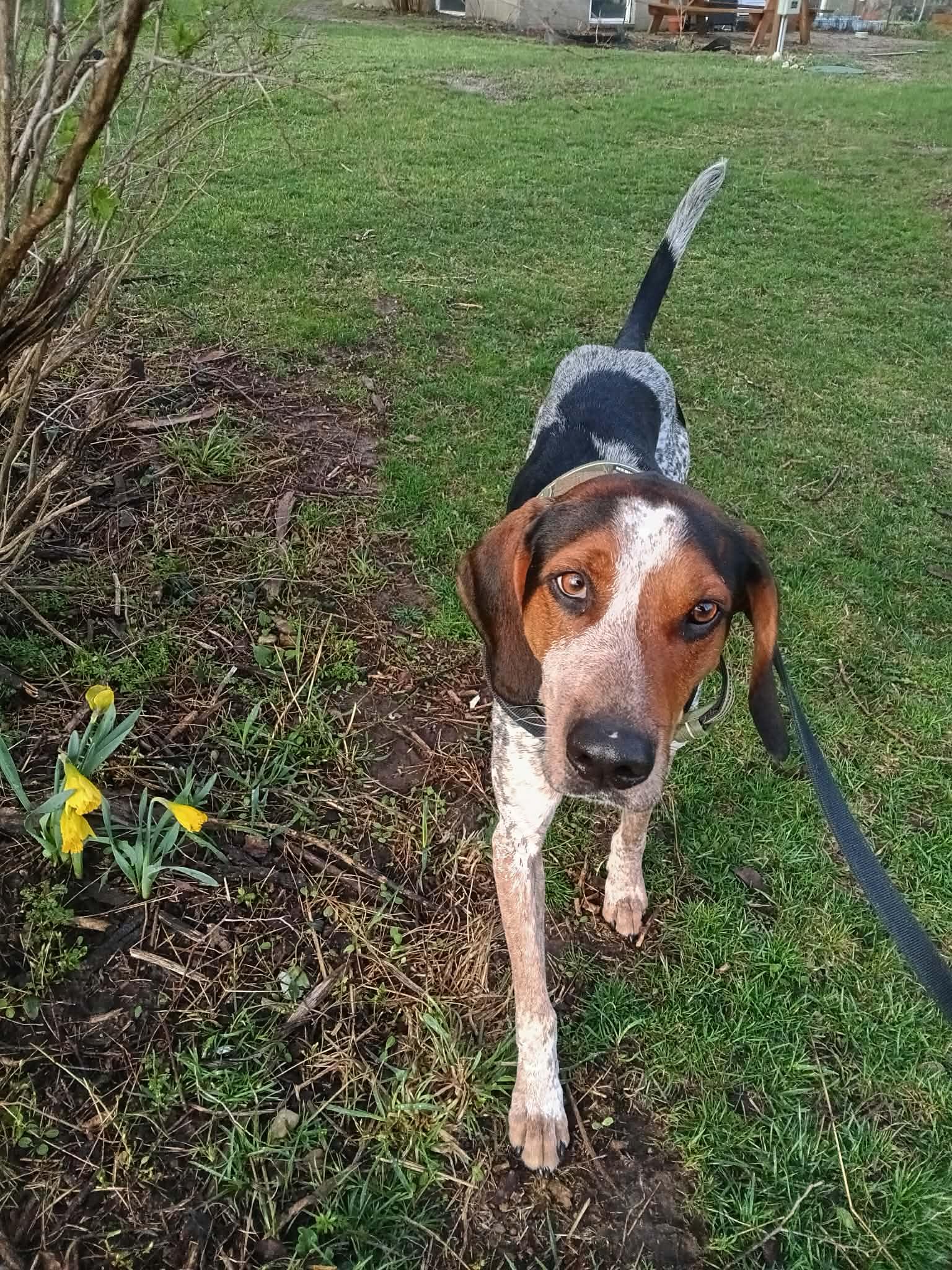 Mack, a Adoptable Bluetick Coonhound in Clinton, MI image 3/3