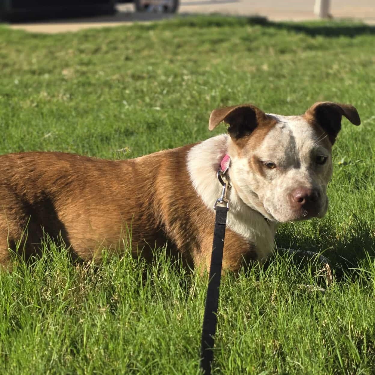 Cinnamon — thumbnail 2