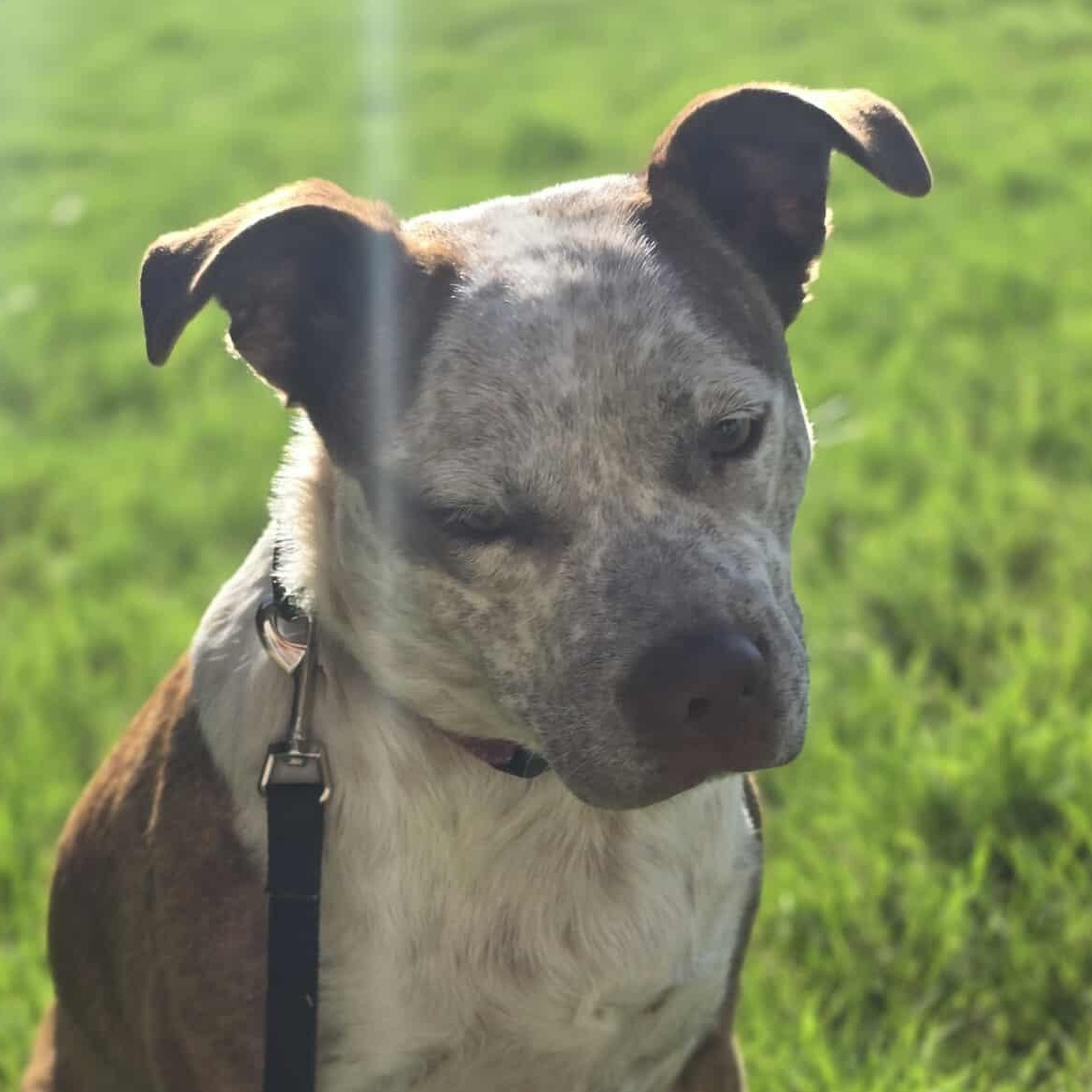 Cinnamon — thumbnail 3