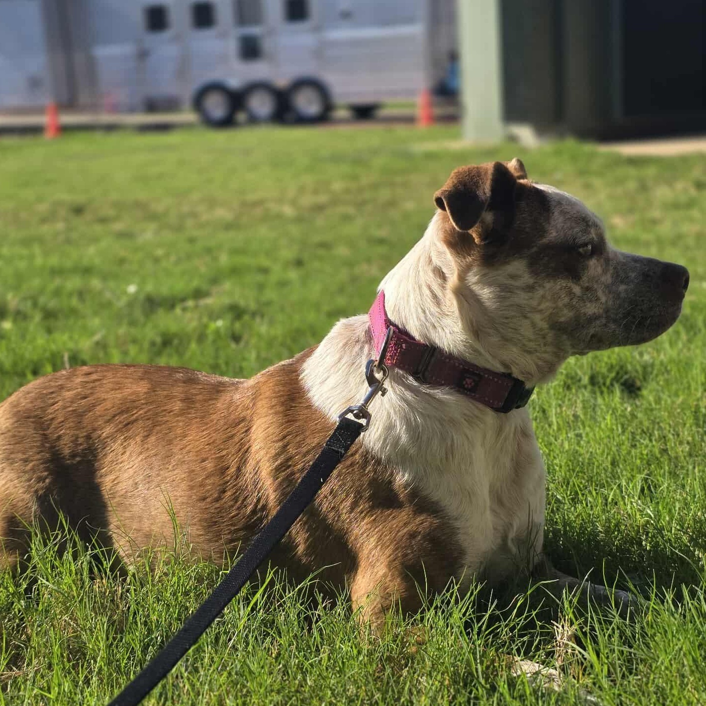 Cinnamon — thumbnail 4