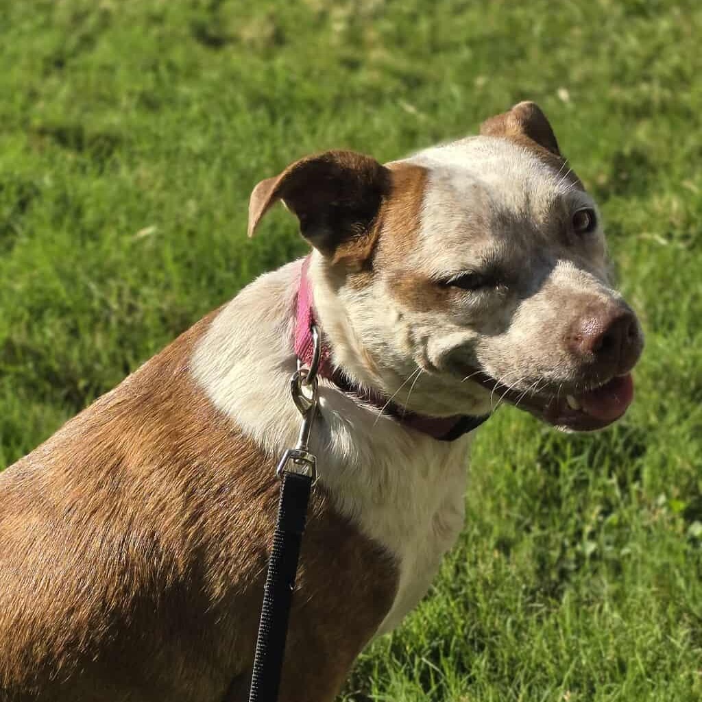 Cinnamon — thumbnail 5