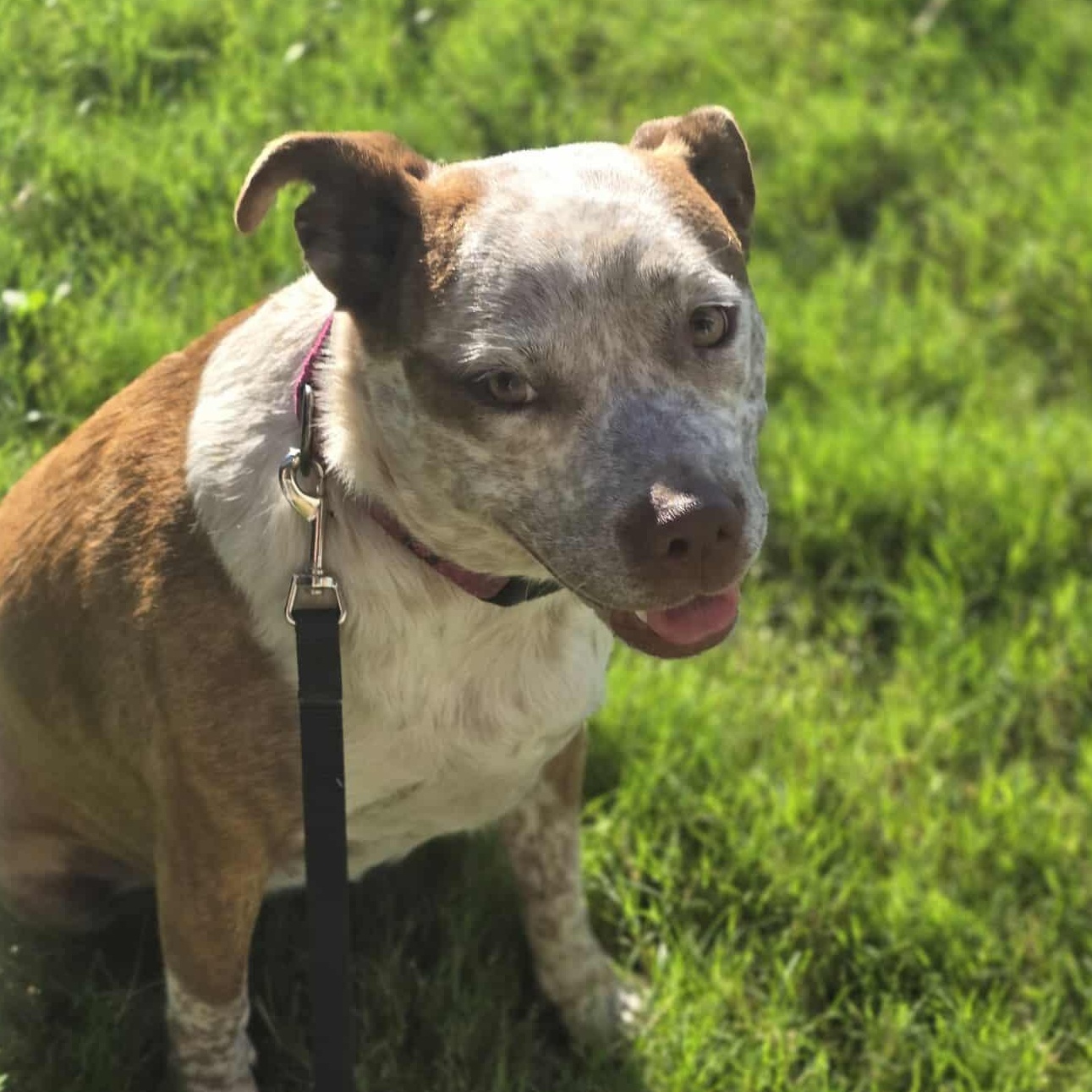 Cinnamon — thumbnail 6