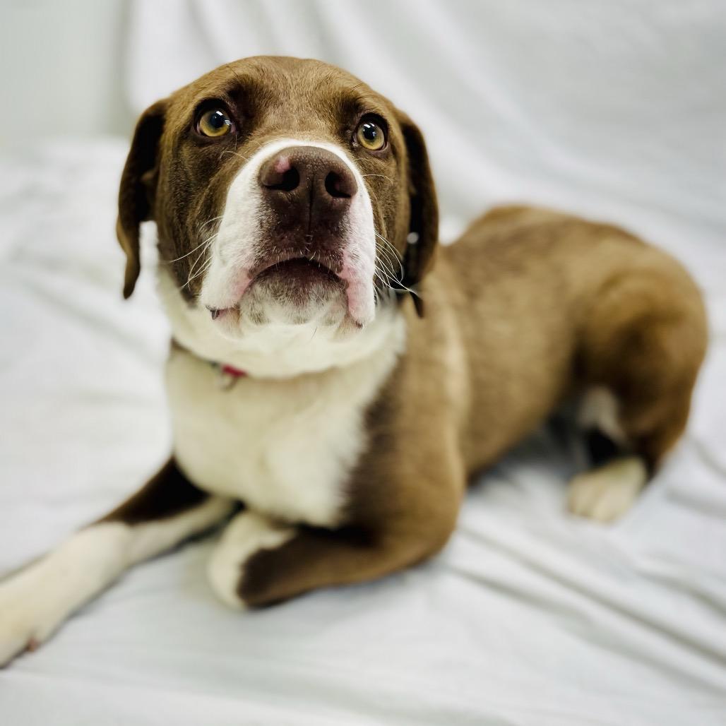 Mia, Adoptable, Young Female Terrier & Chocolate Labrador Retriever.