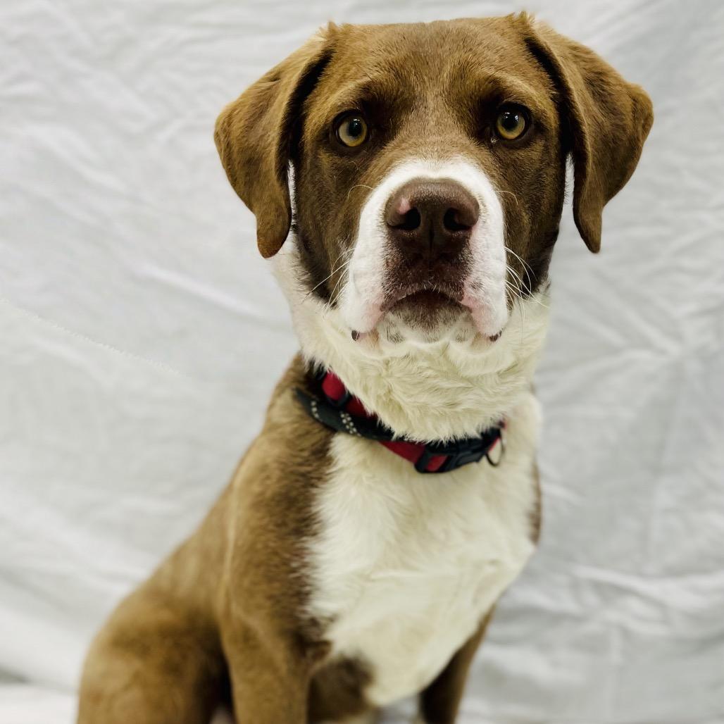 Enlarge Mia, a Adoptable mixed breed in Lebanon, MO image 3/4