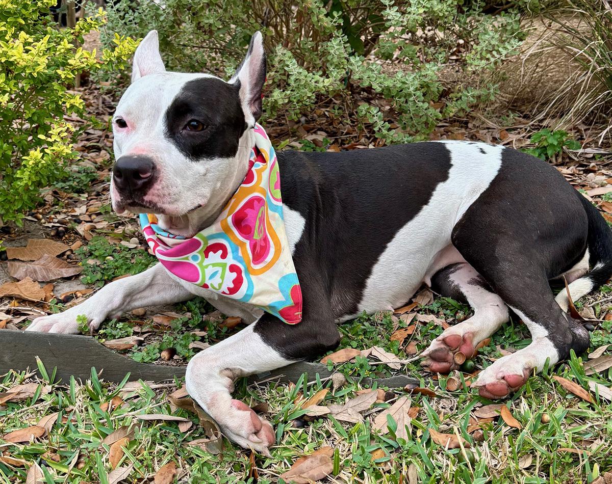 Enlarge Darling DAISY - Calm and Sweet!, a Adoptable mixed breed in Boston, MA image 5/6