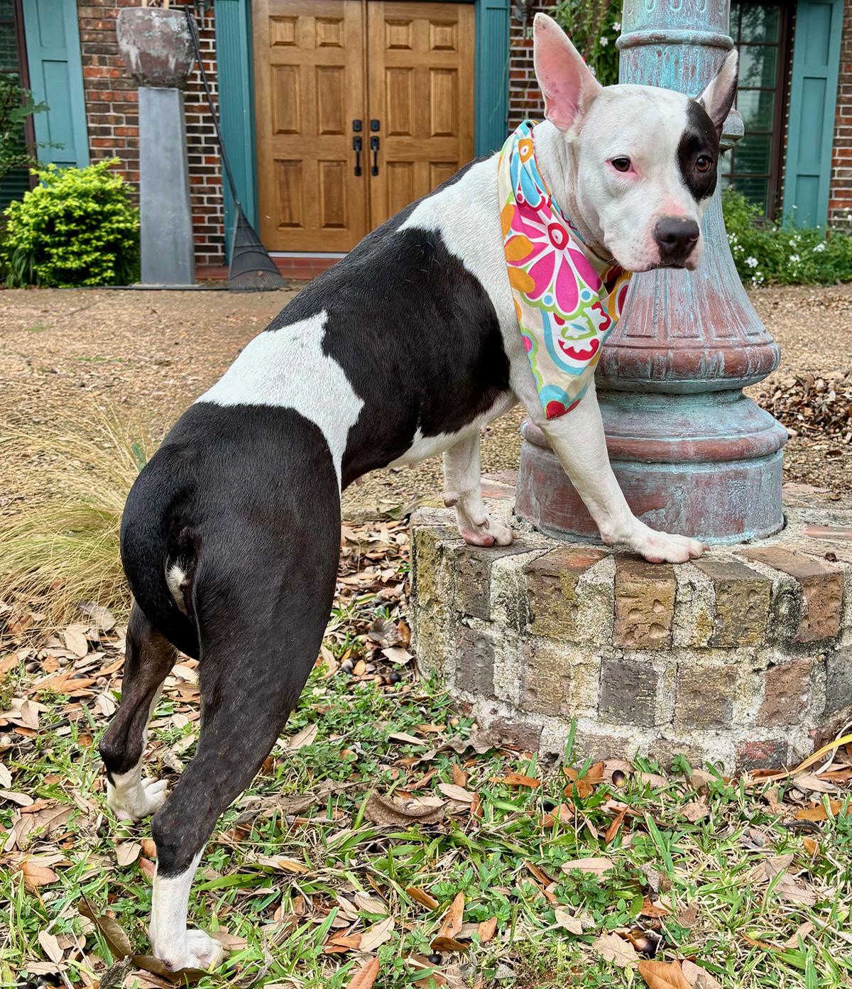 Enlarge Darling DAISY - Calm and Sweet!, a Adoptable mixed breed in Boston, MA image 3/6