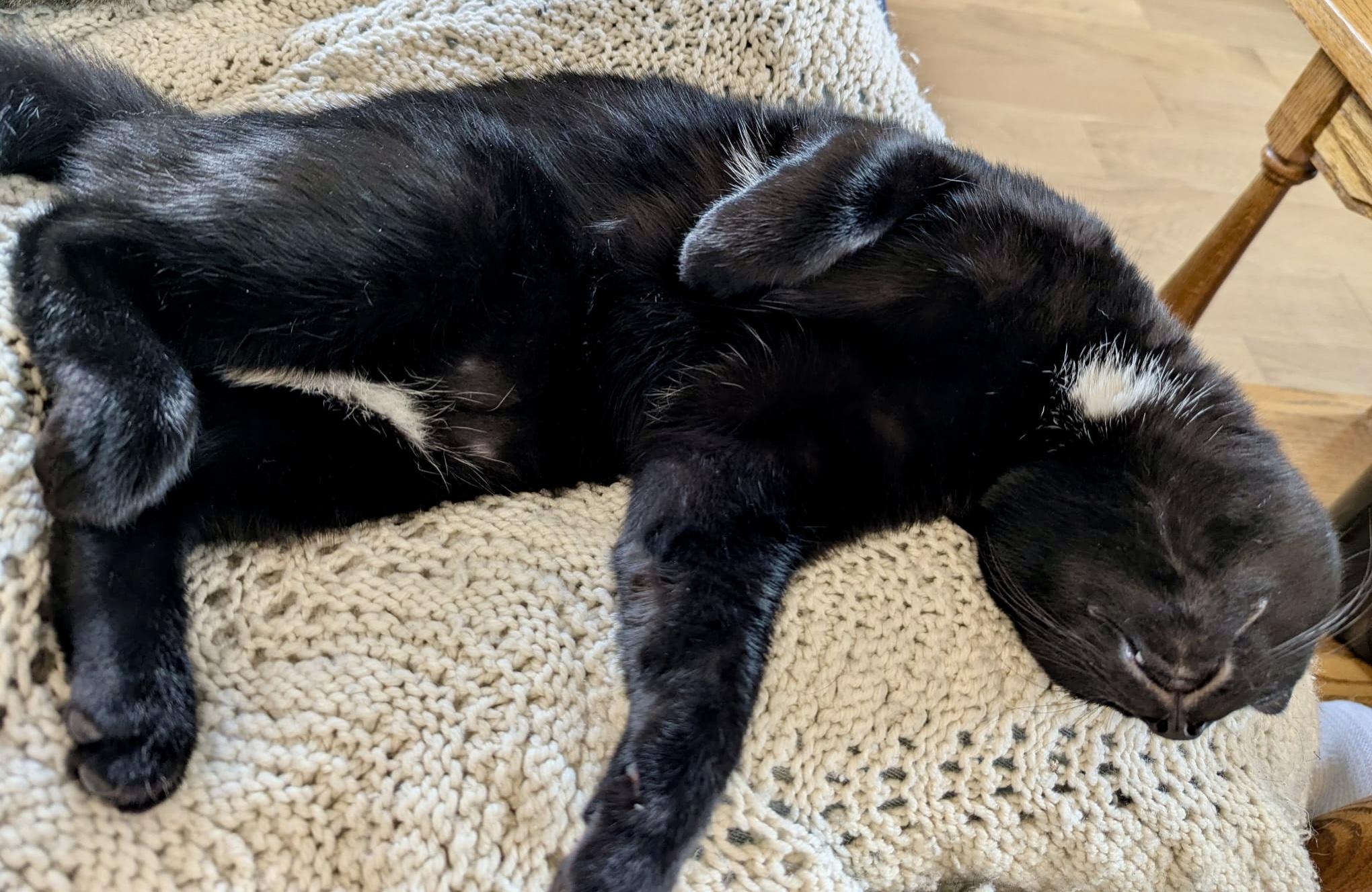 Enlarge Poindexter, a Adoptable Domestic Short Hair in Toronto, ON image 4/6