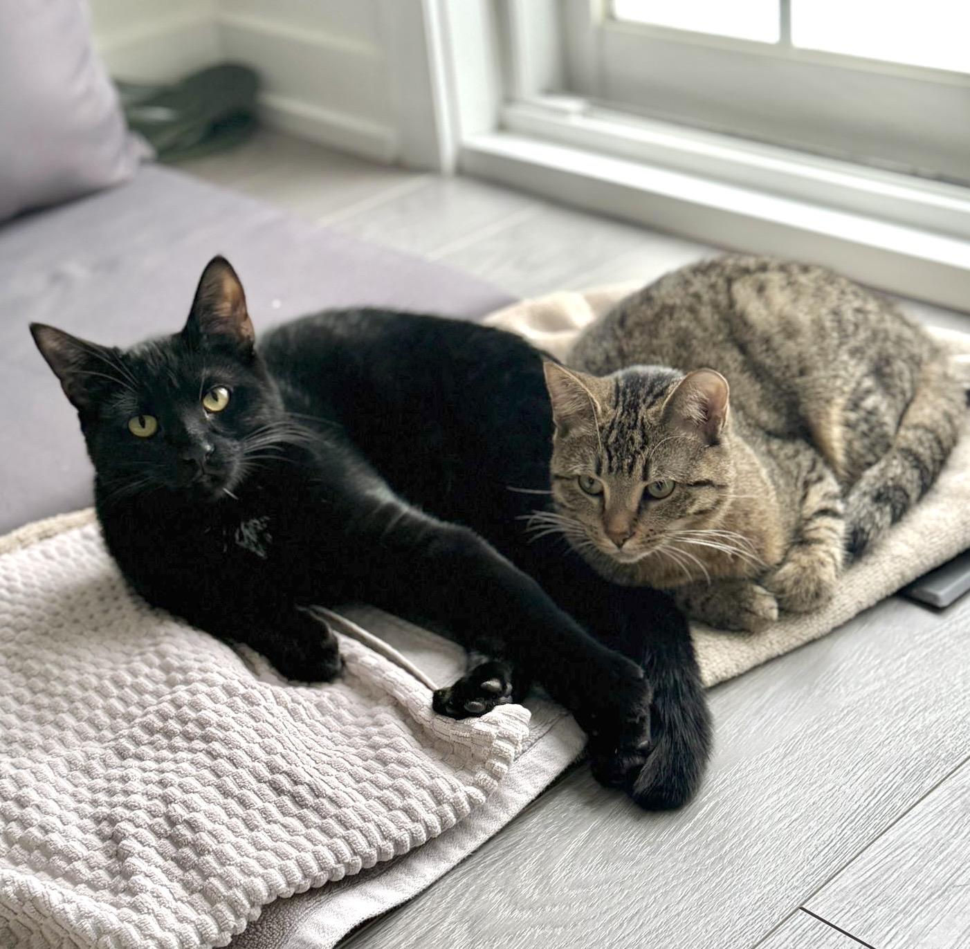 Enlarge Poindexter, a Adoptable Domestic Short Hair in Toronto, ON image 6/6