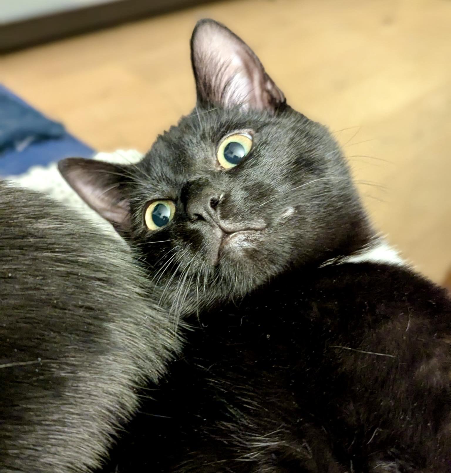 Enlarge Poindexter, a Adoptable Domestic Short Hair in Toronto, ON image 1/6