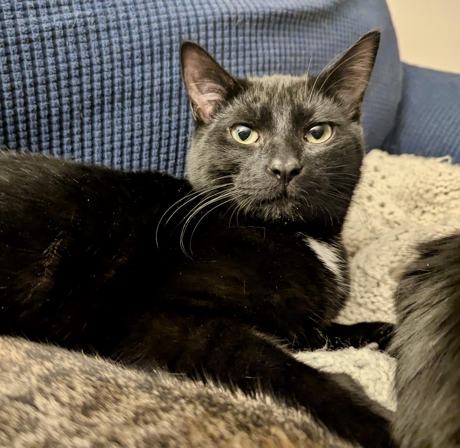 Enlarge Poindexter, a Adoptable Domestic Short Hair in Toronto, ON image 6/6