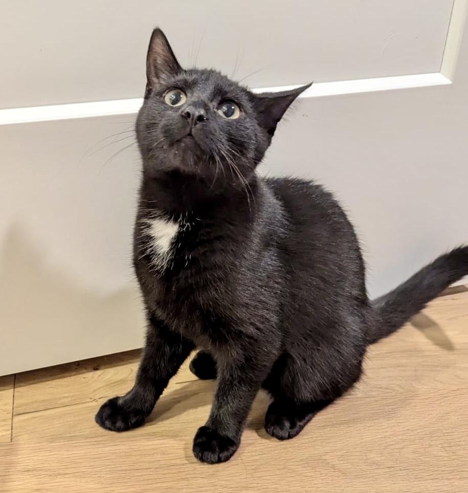 Enlarge Poindexter, a Adoptable Domestic Short Hair in Toronto, ON image 5/6