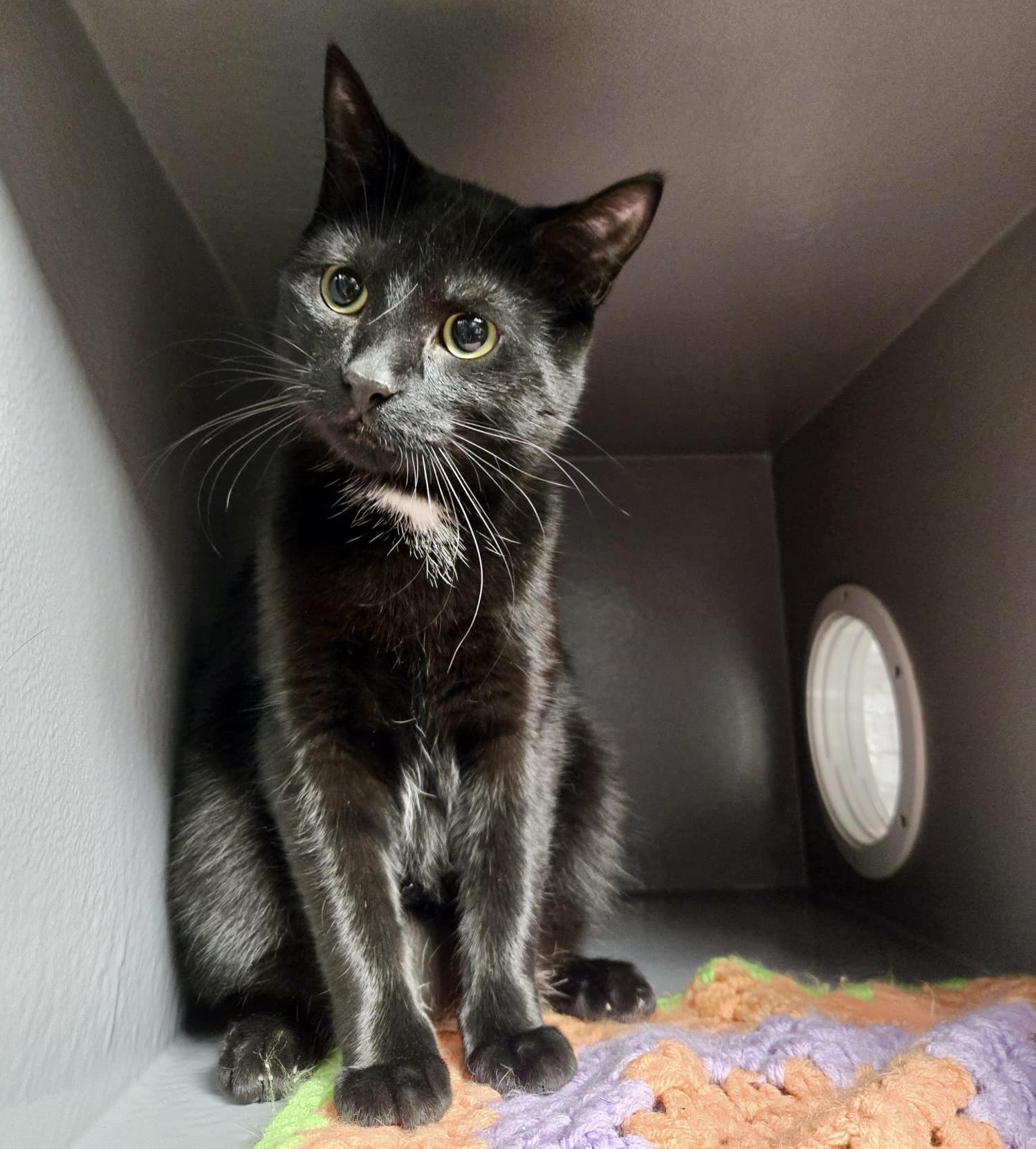 Poindexter, Adoptable, Kitten Male Domestic Short Hair.