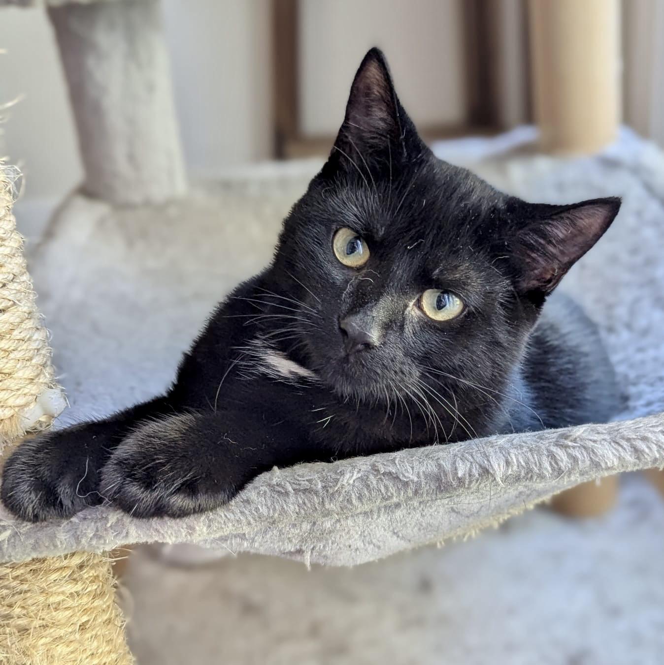 Enlarge Poindexter, a Adoptable Domestic Short Hair in Toronto, ON image 3/6