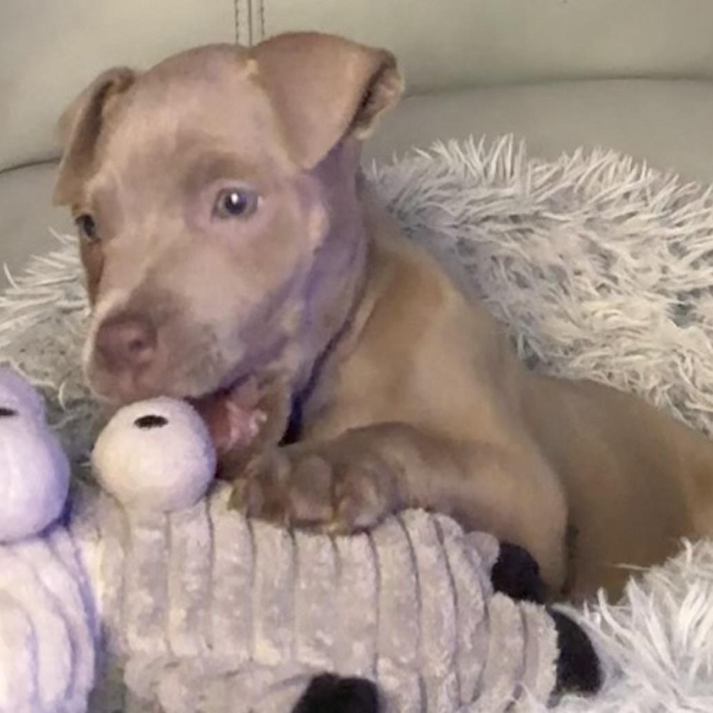 Flora — thumbnail 3