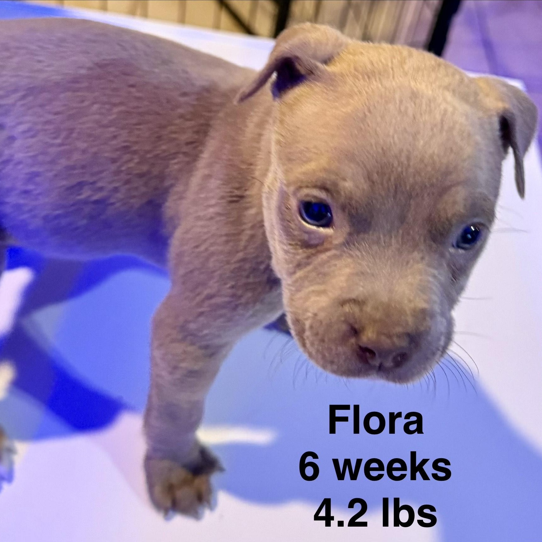 Flora — thumbnail 4