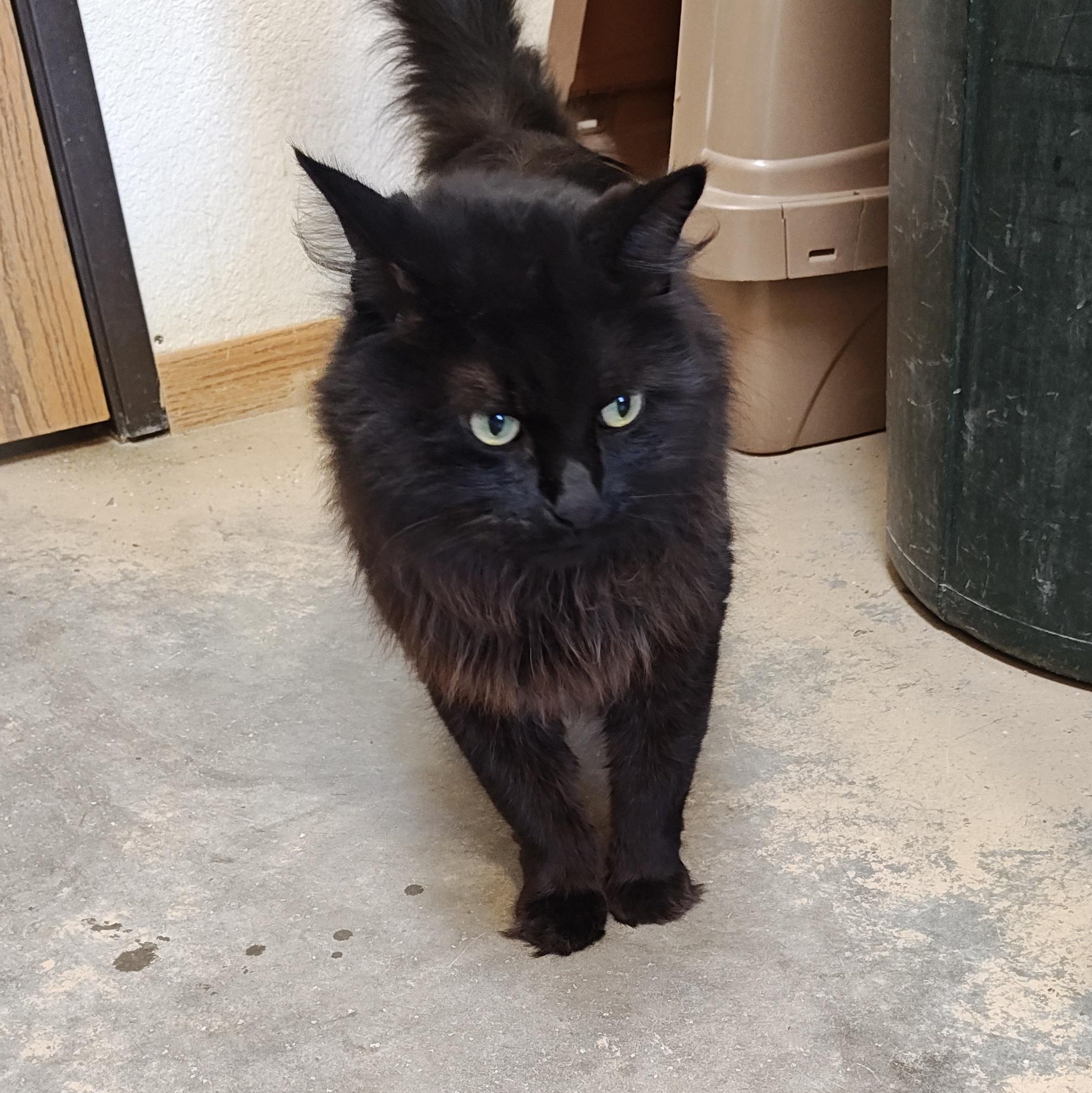 Mon-ami (Mona-me in french for my friend), Adoptable, Adult Male Domestic Long Hair.