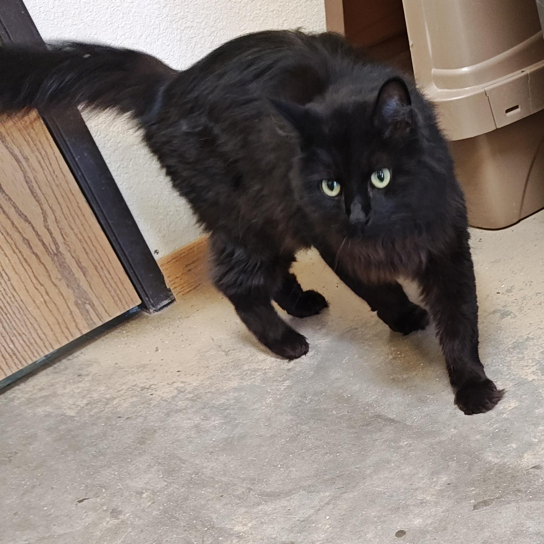 Enlarge Mon-ami (Mona-me in french for my friend), a Adoptable Domestic Long Hair in Wahpeton, ND image 2/2