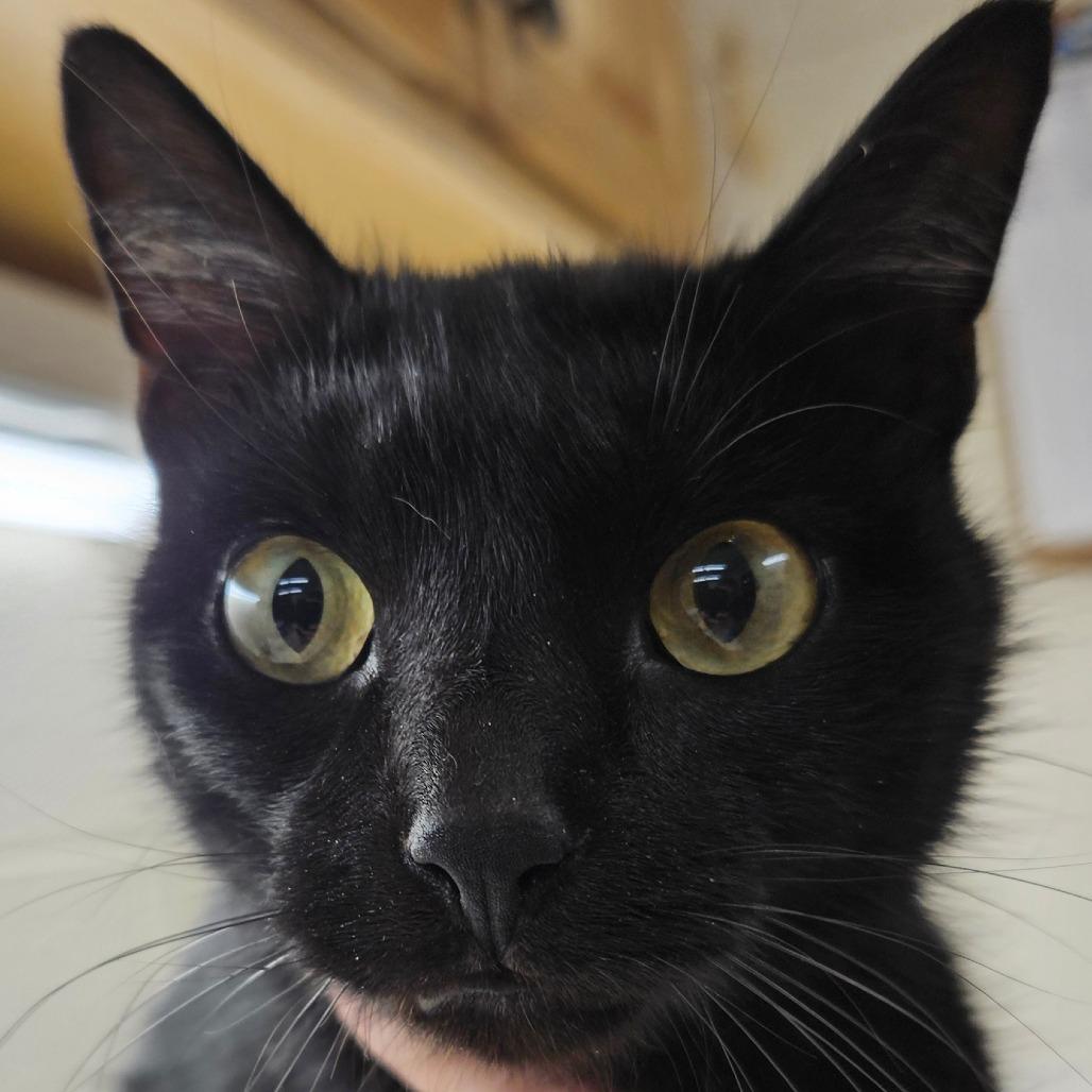 Enlarge Chuckles, a Adoptable Domestic Short Hair in Zanesville, OH image 1/3