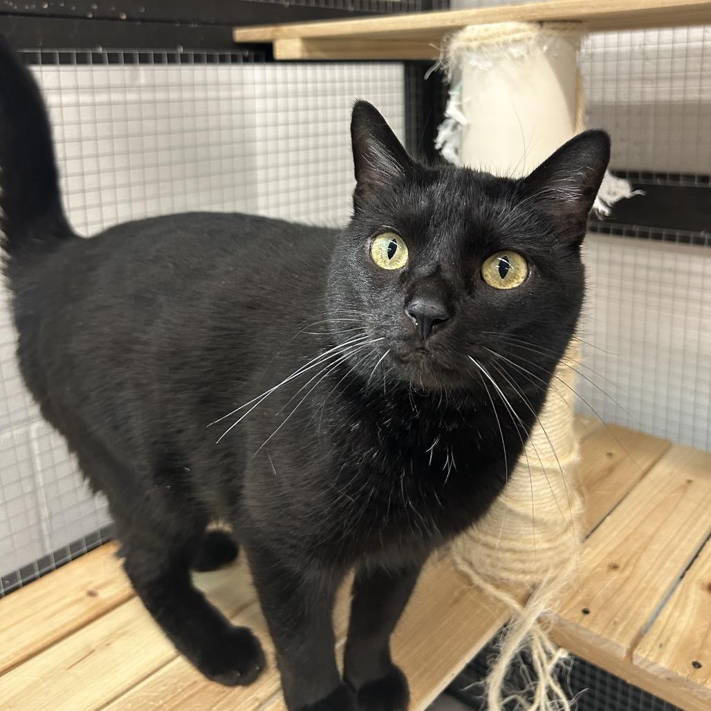 Enlarge Chuckles, a Adoptable Domestic Short Hair in Zanesville, OH image 2/3