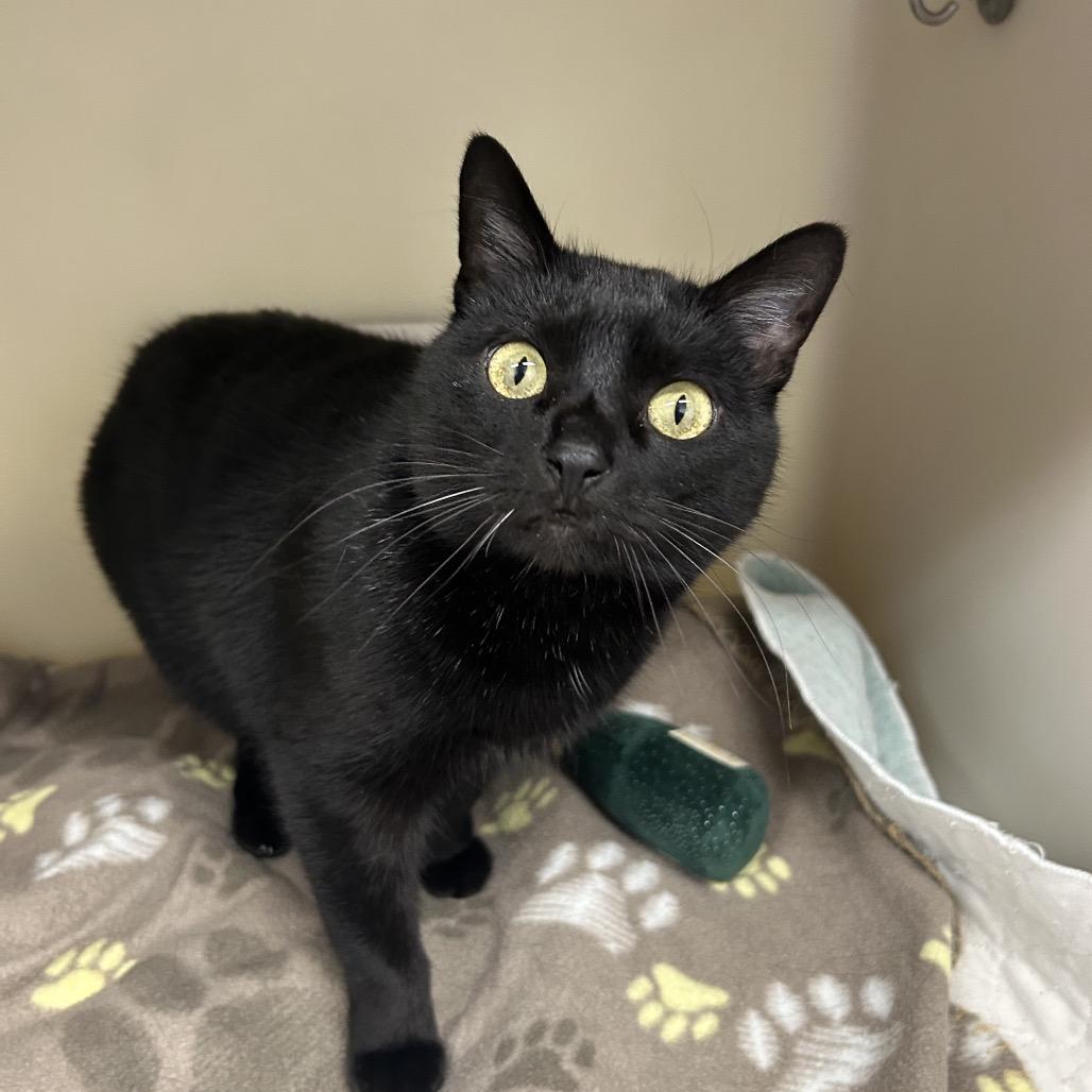 Enlarge Chuckles, a Adoptable Domestic Short Hair in Zanesville, OH image 3/3