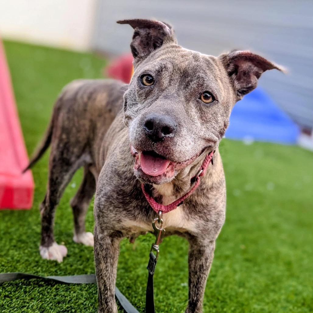 Beveragina, Adoptable, Adult Female Pit Bull Terrier.