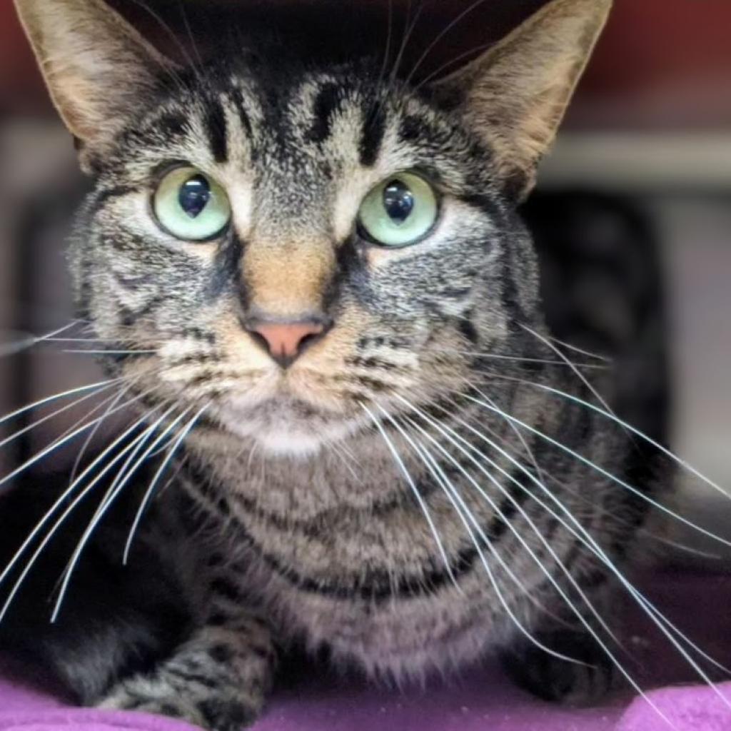 Mellow, Adoptable, Adult Female Domestic Short Hair.